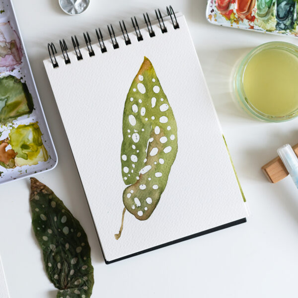 Forellenbegonie Aquarell-Workshop | Ocker Studio